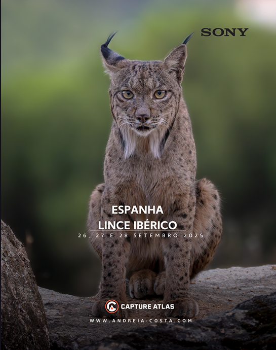 Lince-Ibérico - Espanha