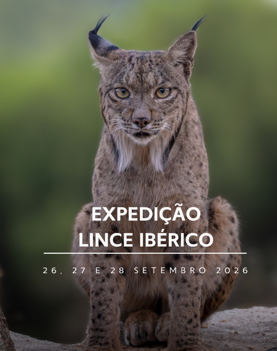 Lince-Ibérico - Espanha Lince-Ibérico - Espanha