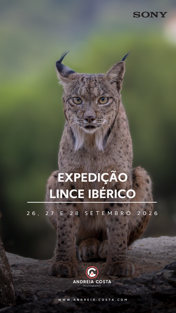 Lince-Ibérico - Espanha Lince-Ibérico - Espanha