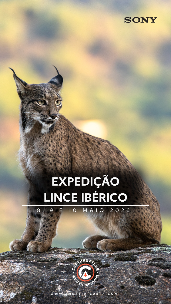 Lince Ibérico Lince Ibérico