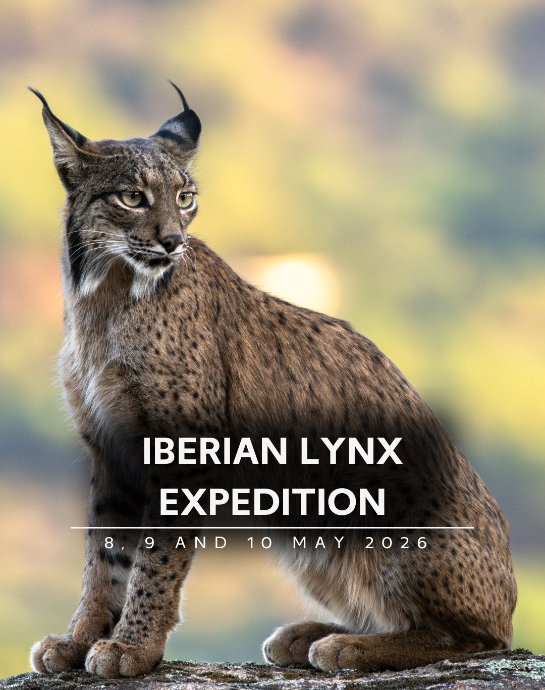 Iberian Lynx - Spain 