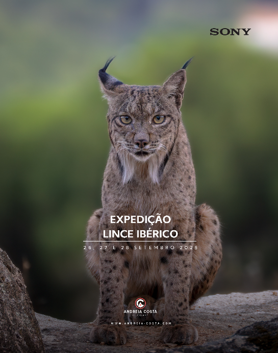 Lince-Ibérico - Espanha