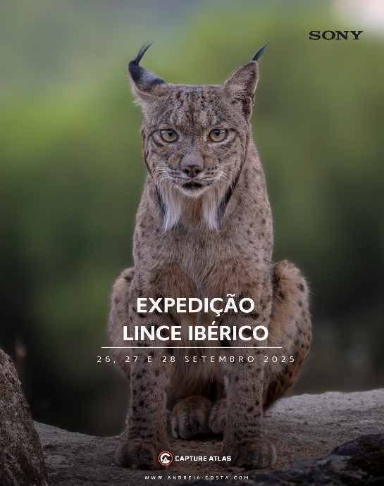 Lince Ibérico, Espanha