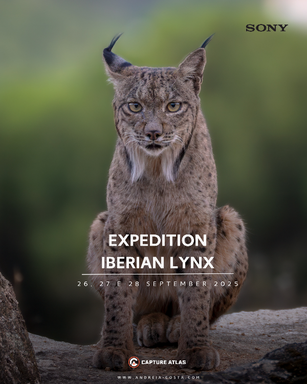 Lince Ibérico