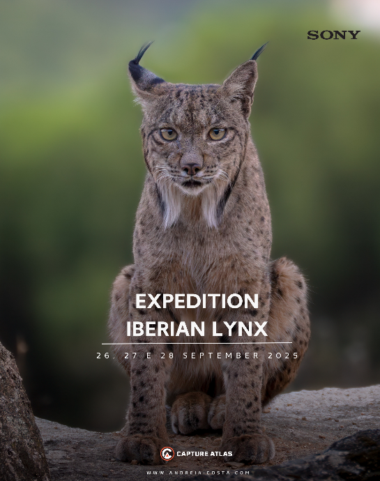 Iberian Lynx - Spain 