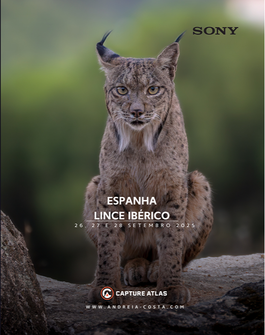 Lince-Ibérico - Espanha Lince-Ibérico - Espanha