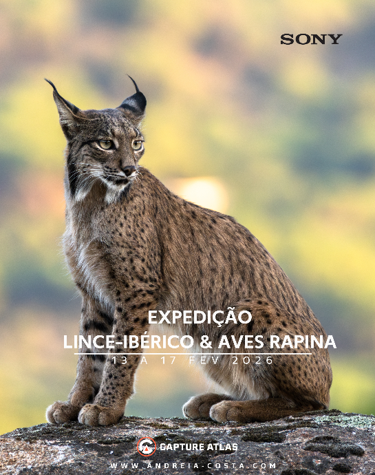 Lince Ibérico, Espanha Lince Ibérico, Espanha