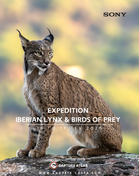 Iberian Lynx - Spain 