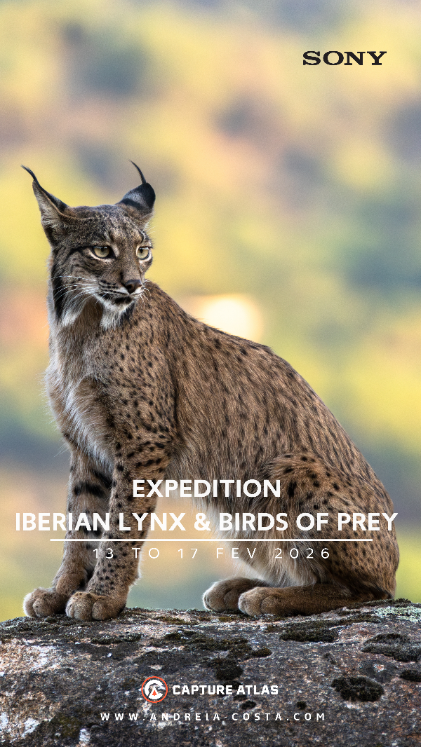 Lince Ibérico