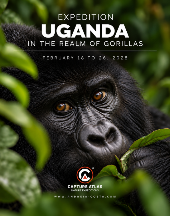 Uganda Expedition — In the Kingdom of the Gorillas
