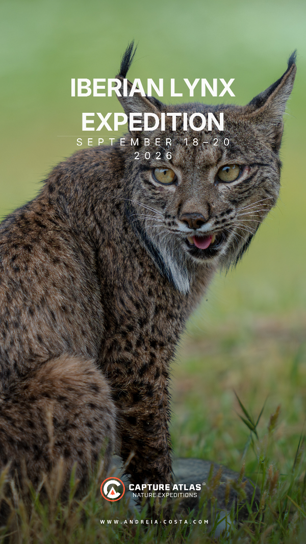 Capture Atlas - Lince Ibérico