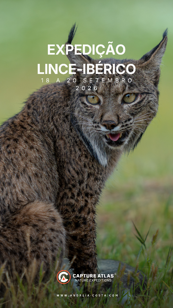 Capture Atlas - Lince Ibérico