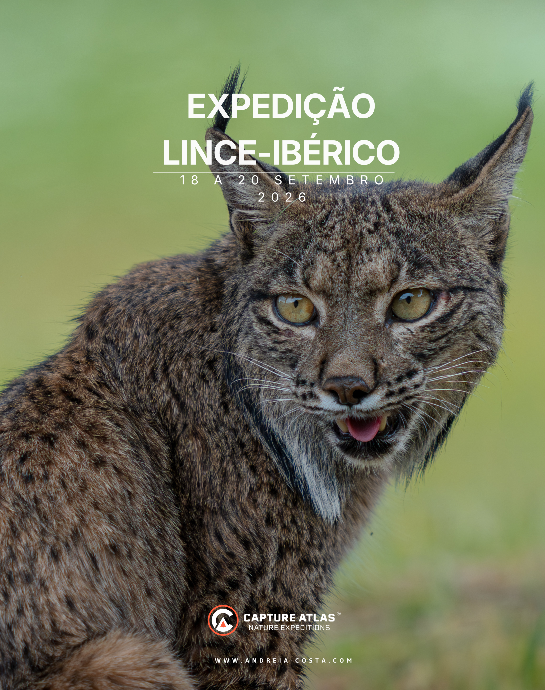 Capture Atlas - Lince Ibérico