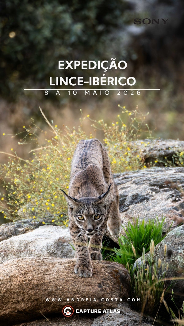 Capture Atlas - Lince Ibérico