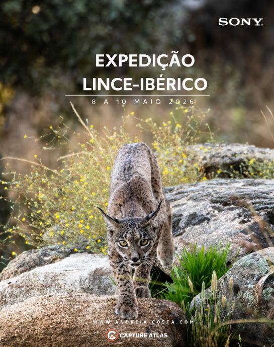 Capture Atlas - Lince Ibérico Capture Atlas - Lince Ibérico