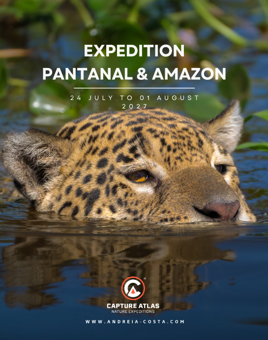 Amazon, Pantanal - Brazil