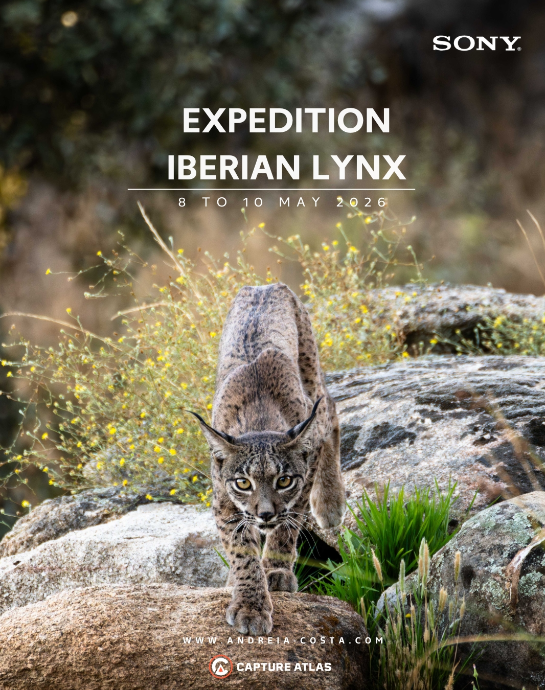 Capture Atlas - Iberian lynx