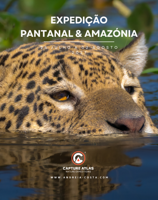 Pantanal, Amazónia - Brasil