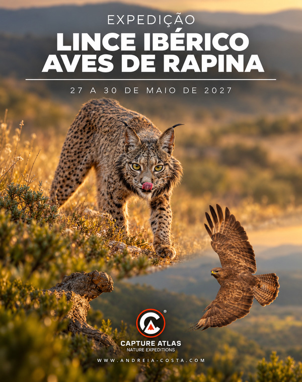 Lince Ibérico