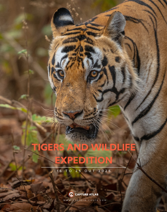 Tigers & Wildlife India Tour