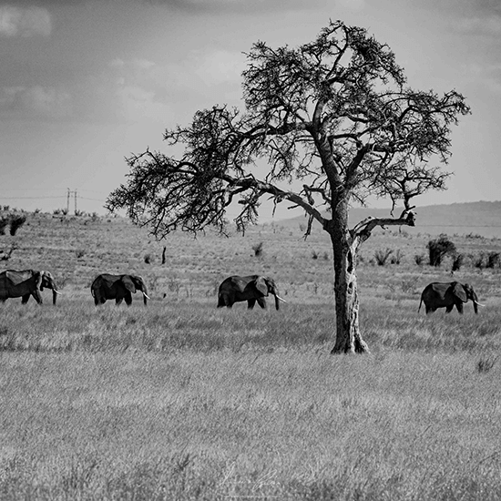 Elephants