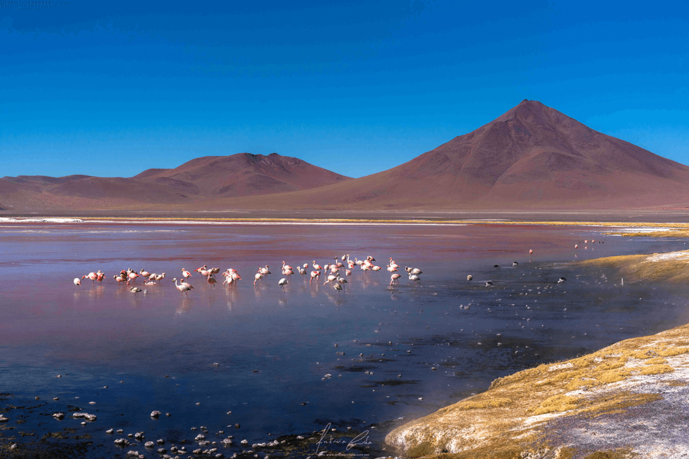 Flamingos, Laguna Colorada, Altiplano