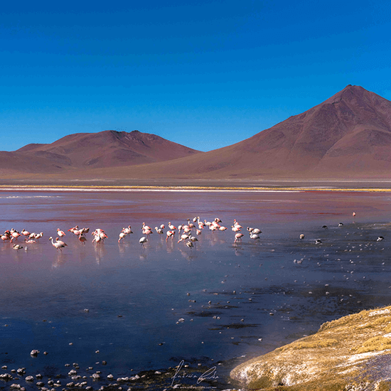 Flamingos, Laguna Colorada, Altiplano