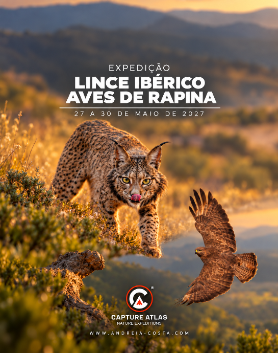 Lince Ibérico, Espanha