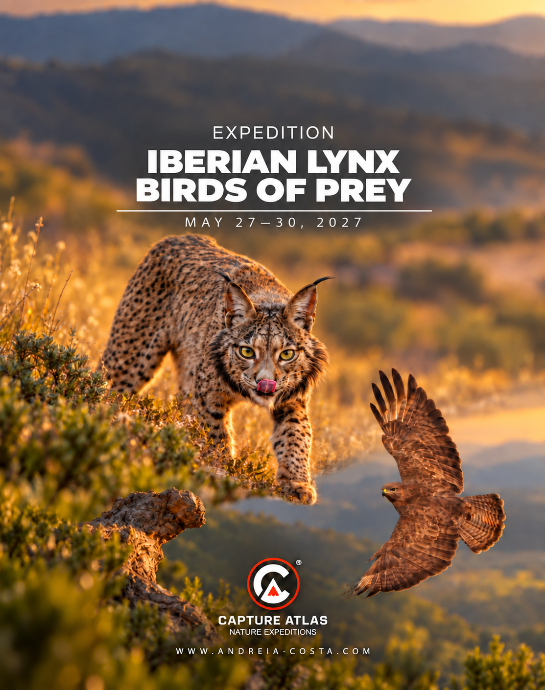 Iberian Lynx - Spain 