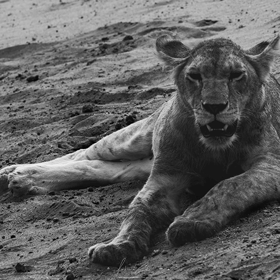 Leoa, Tsavo East, Quénia