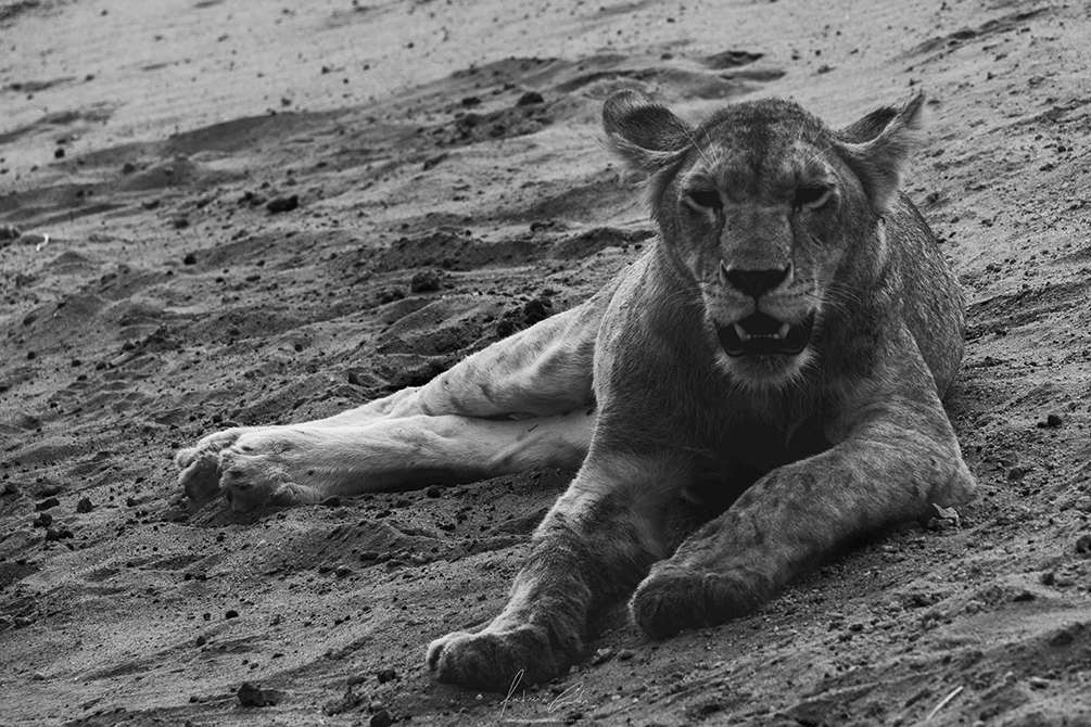 Leoa, Tsavo East, Quénia