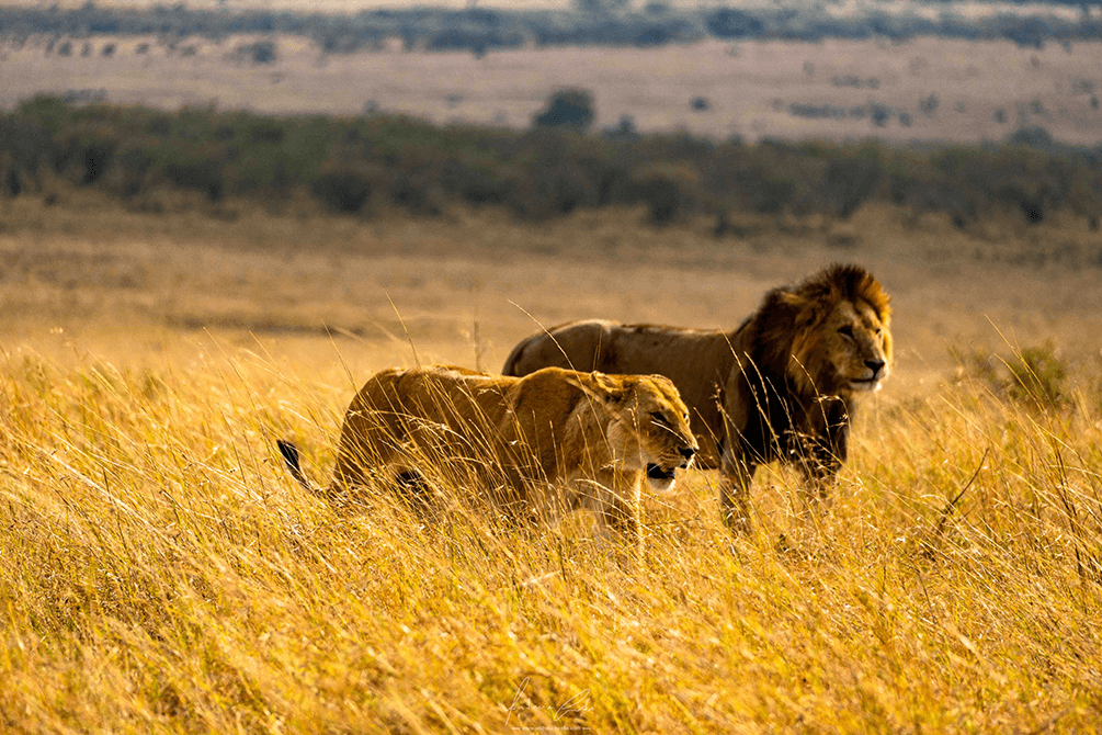 Leões, Amboseli, Quénia