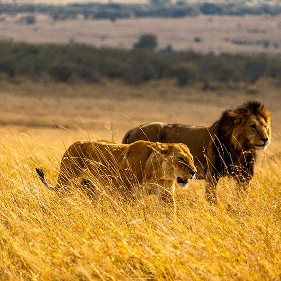 Leões, Amboseli, Quénia