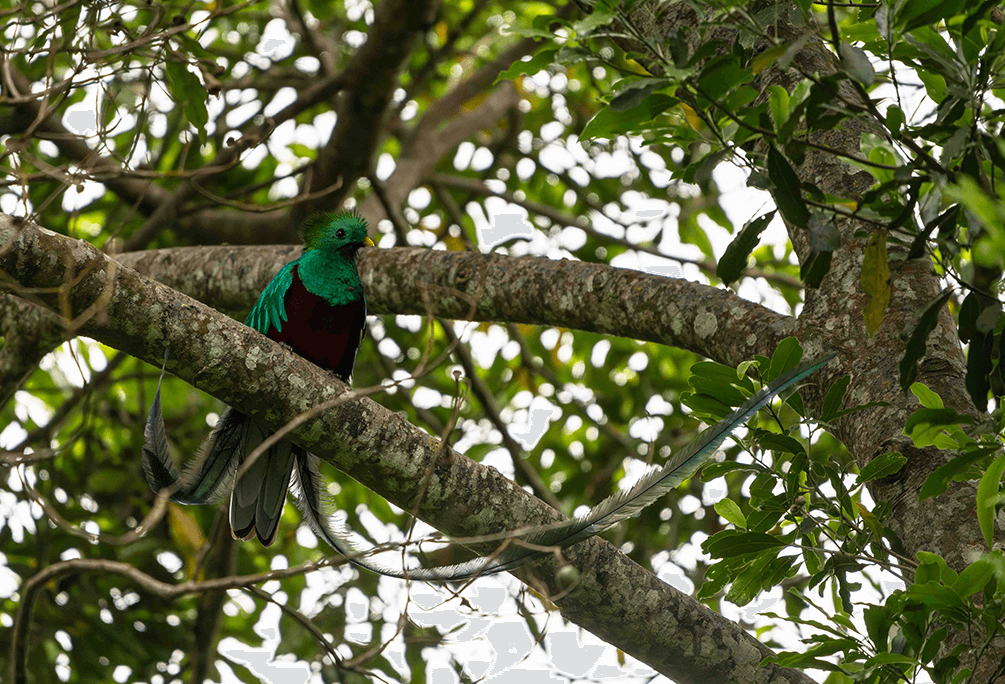 Quetzal, Guatemala