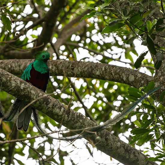 Quetzal, Guatemala