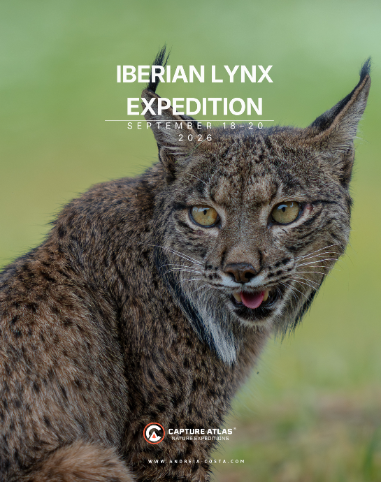 Capture Atlas - Iberian lynx