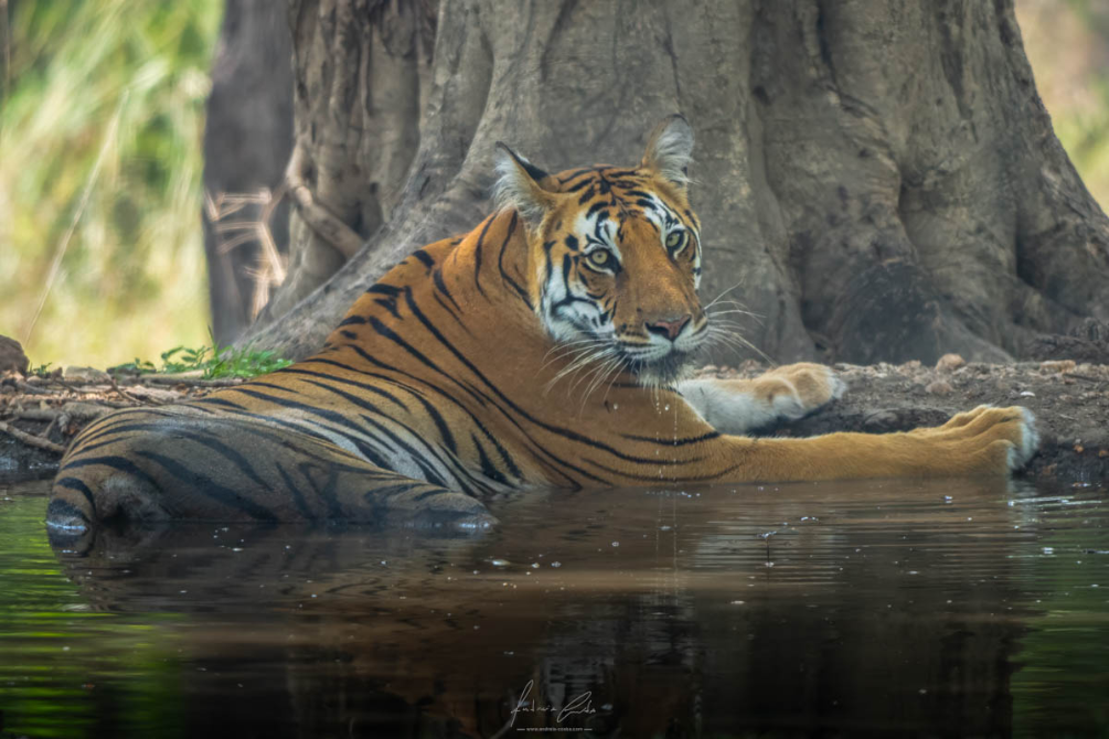 Tigre, India