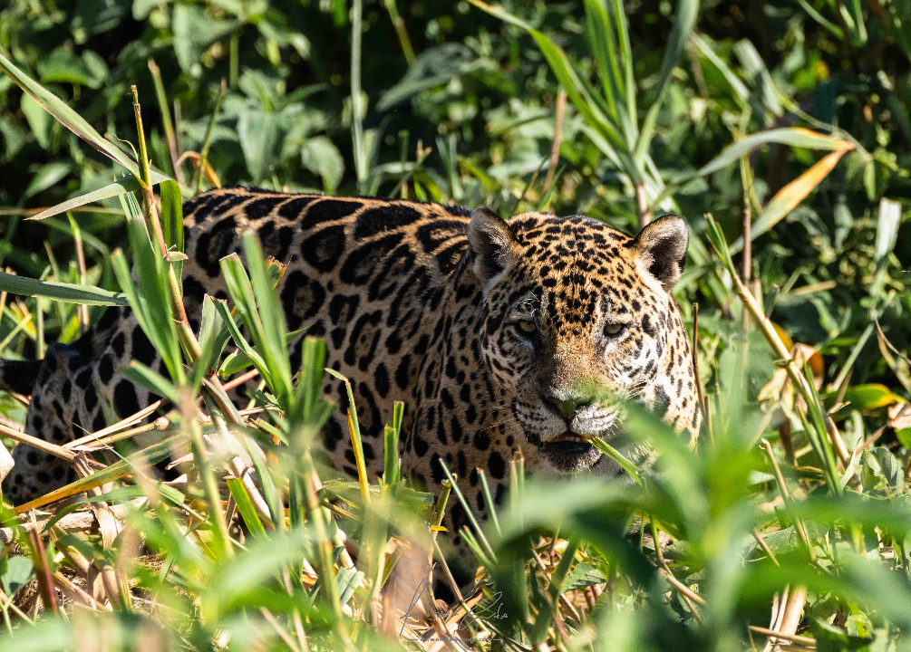 Jaguar, Pantanal, Brasil