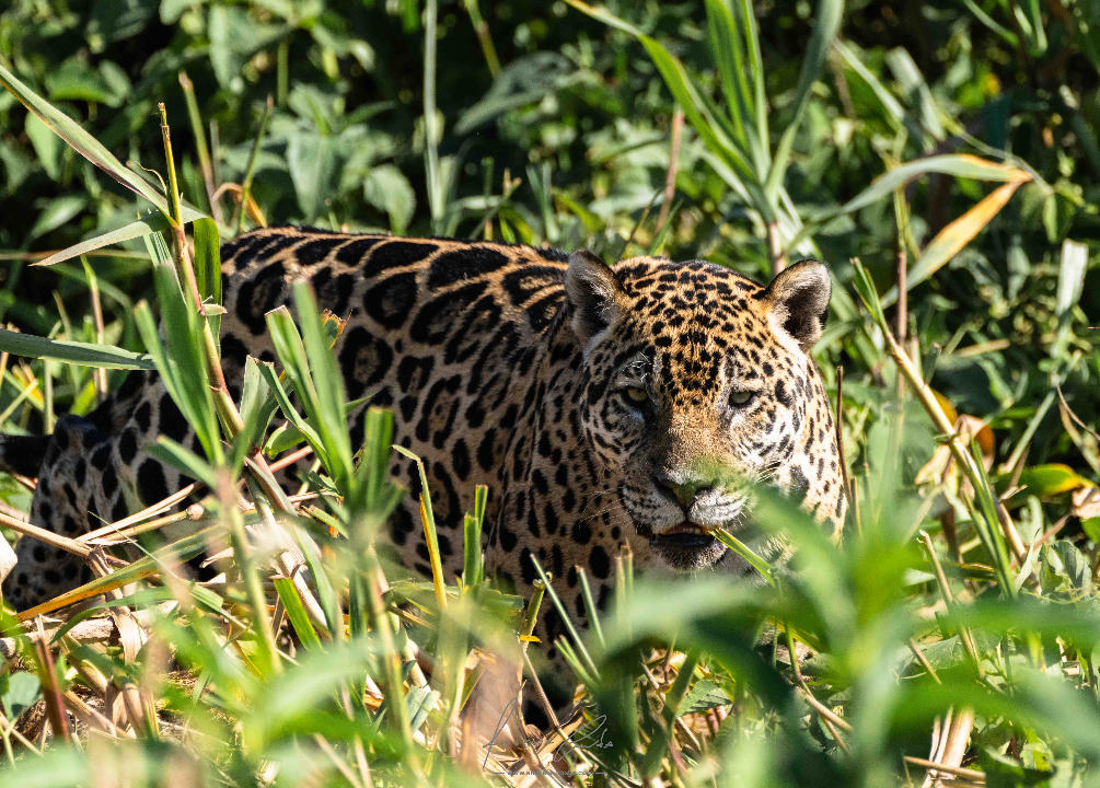 Jaguar
