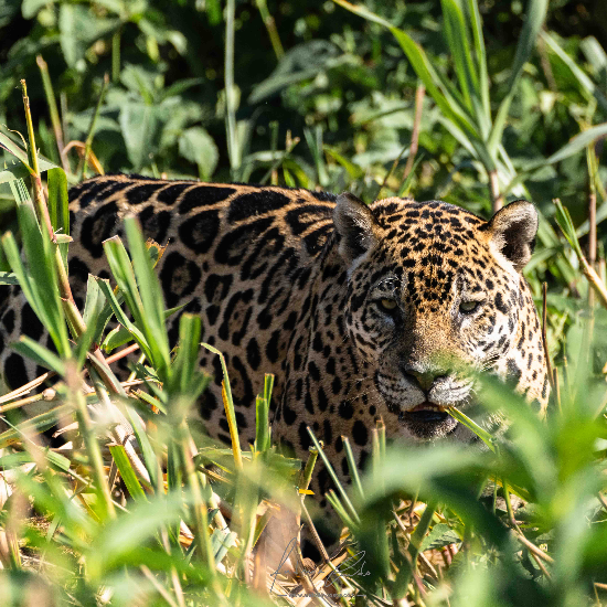 Jaguar, Pantanal, Brasil