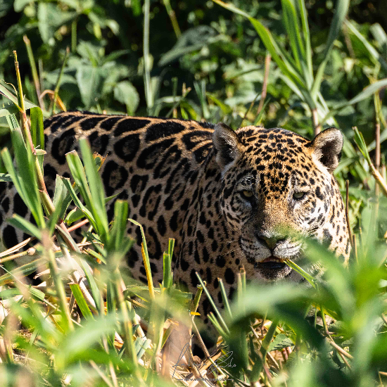 Jaguar