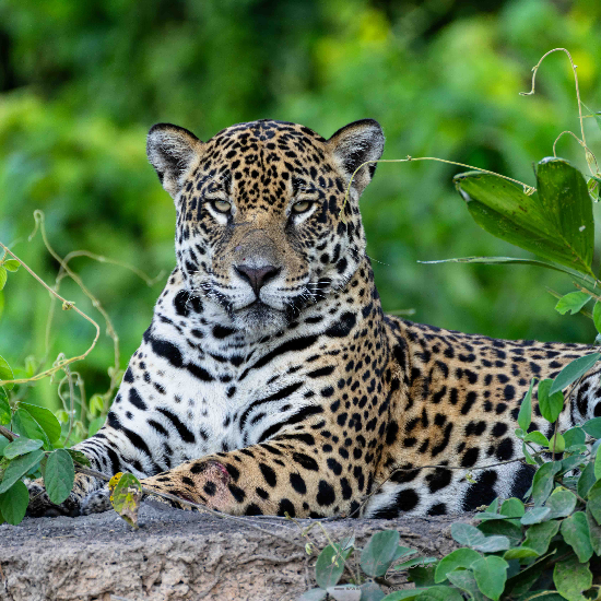 jaguar