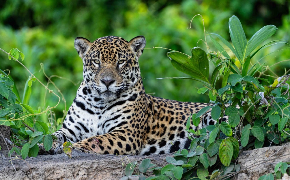 Jaguar, Brasil, 2024