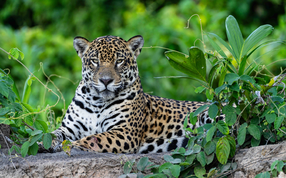 jaguar