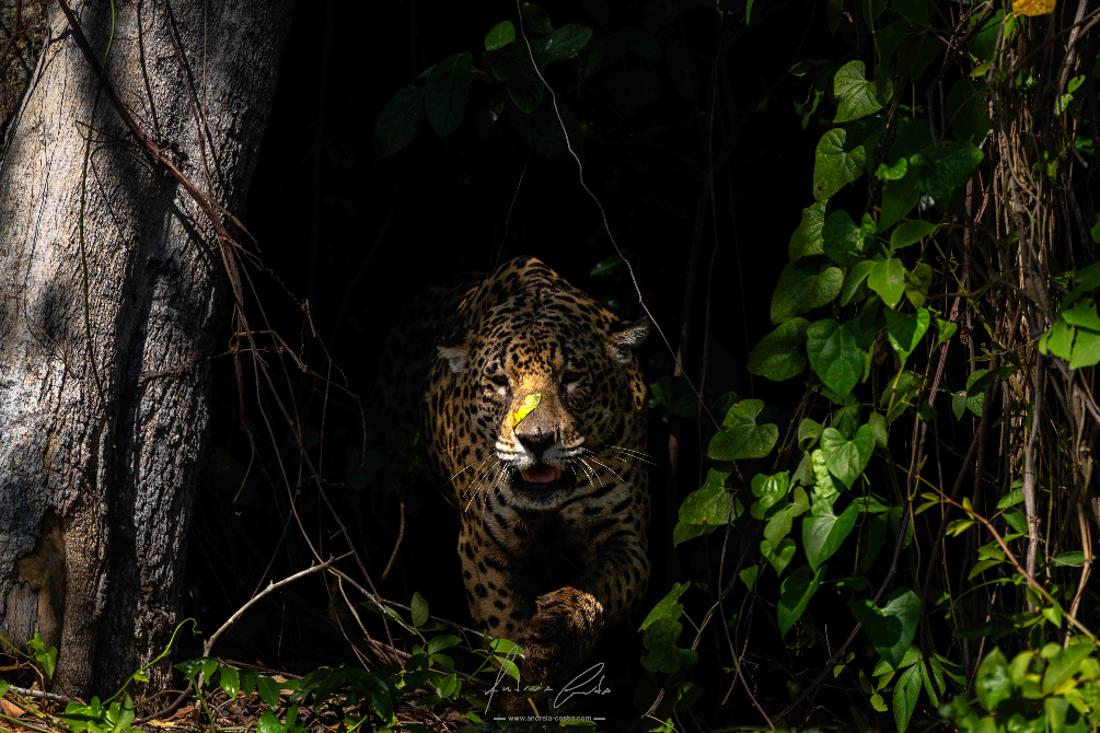 Jaguar, Pantanal, Brasil