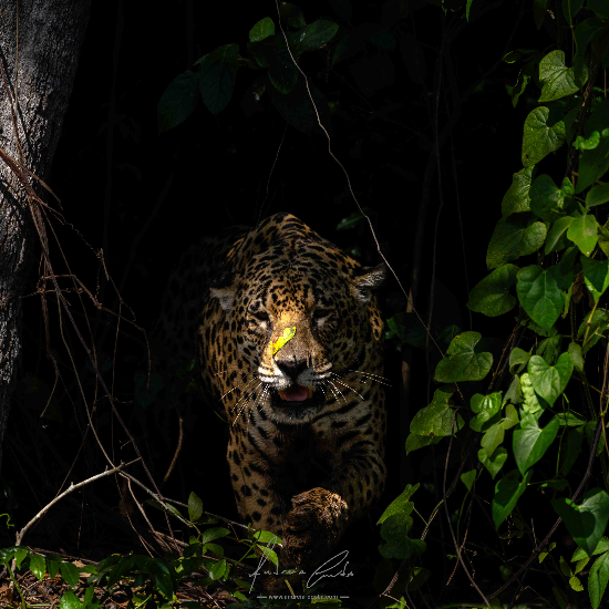 Jaguar, Pantanal, Brasil