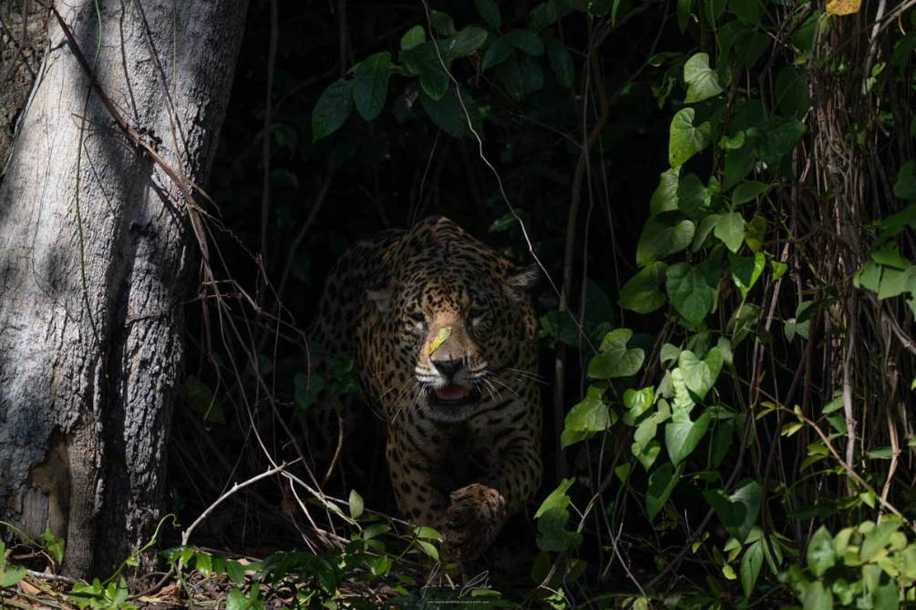 Jaguar, Pantanal, Brasil