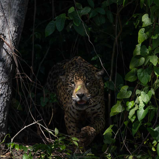 Jaguar, Pantanal, Brasil