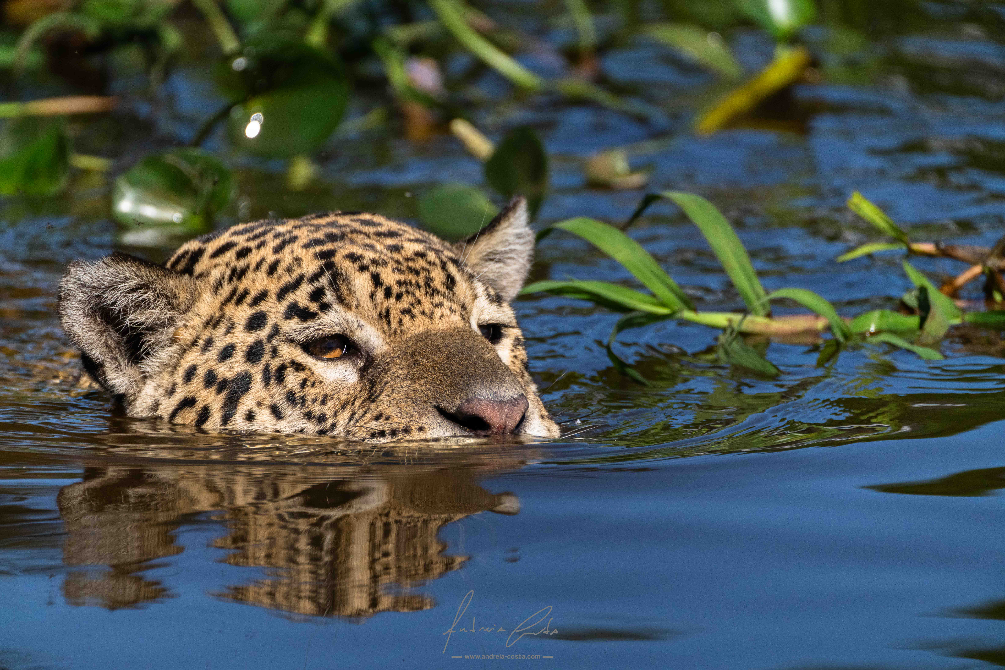 Jaguar, Pantanal, Brasil