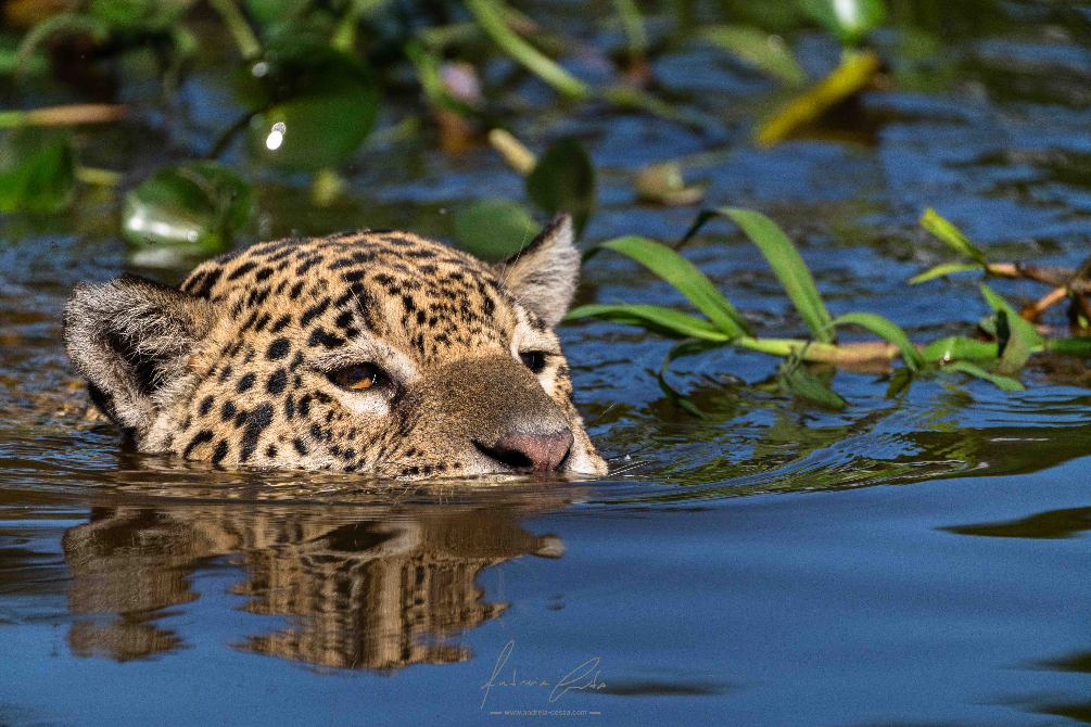 jaguar